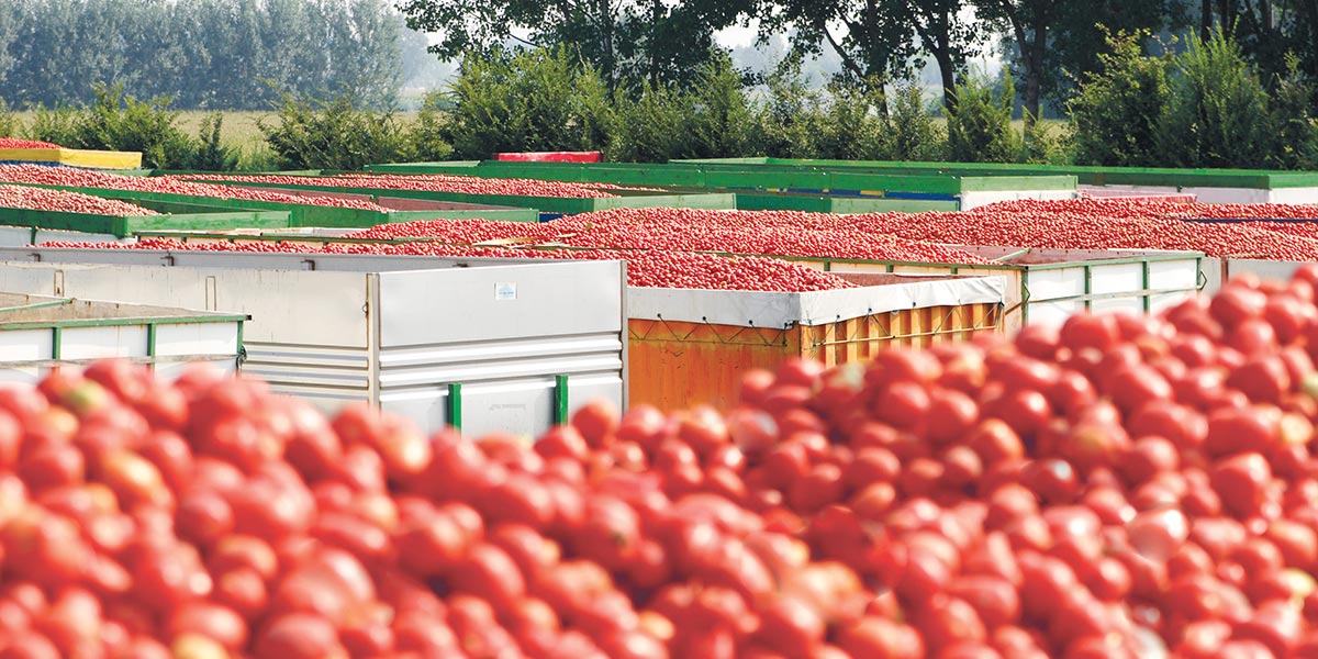 “Il Rosso by Bayer”, un approccio integrato per il pomodoro da industria